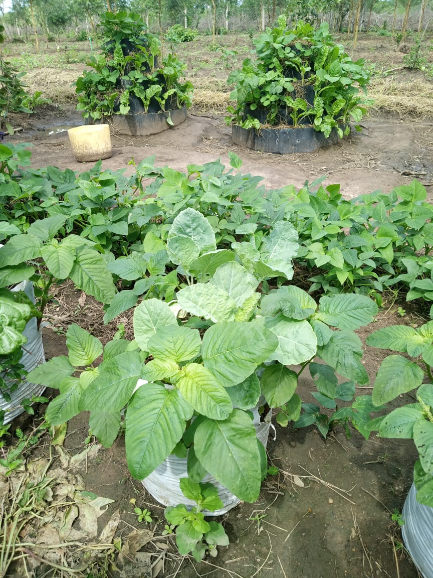 WhatsApp Image 2025-10-21 at 16.51.02_f59e012b